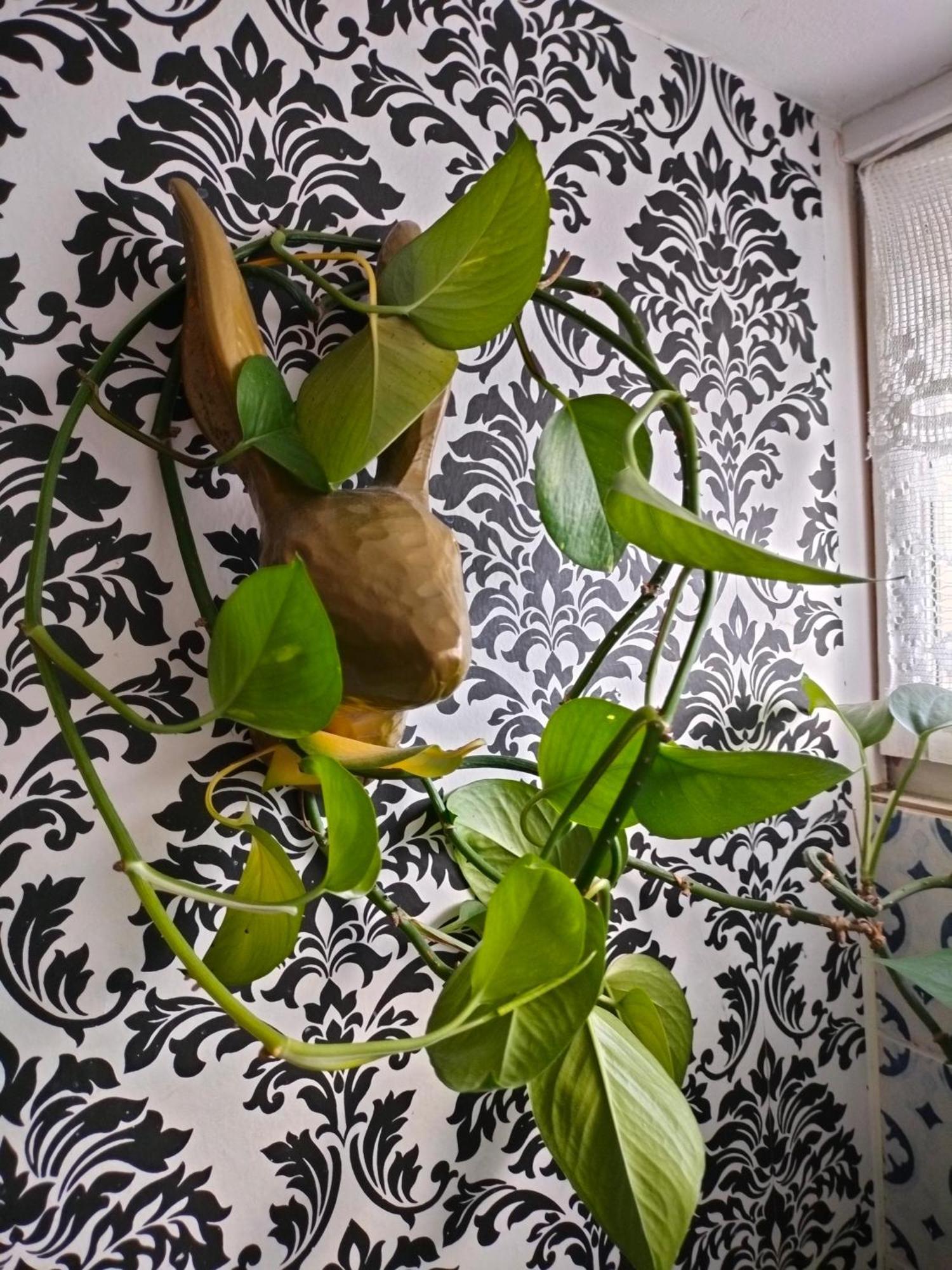 Viinikan Taehti Lemmikkiystaevaellinen Kotimajoitus Tampere Esterno foto