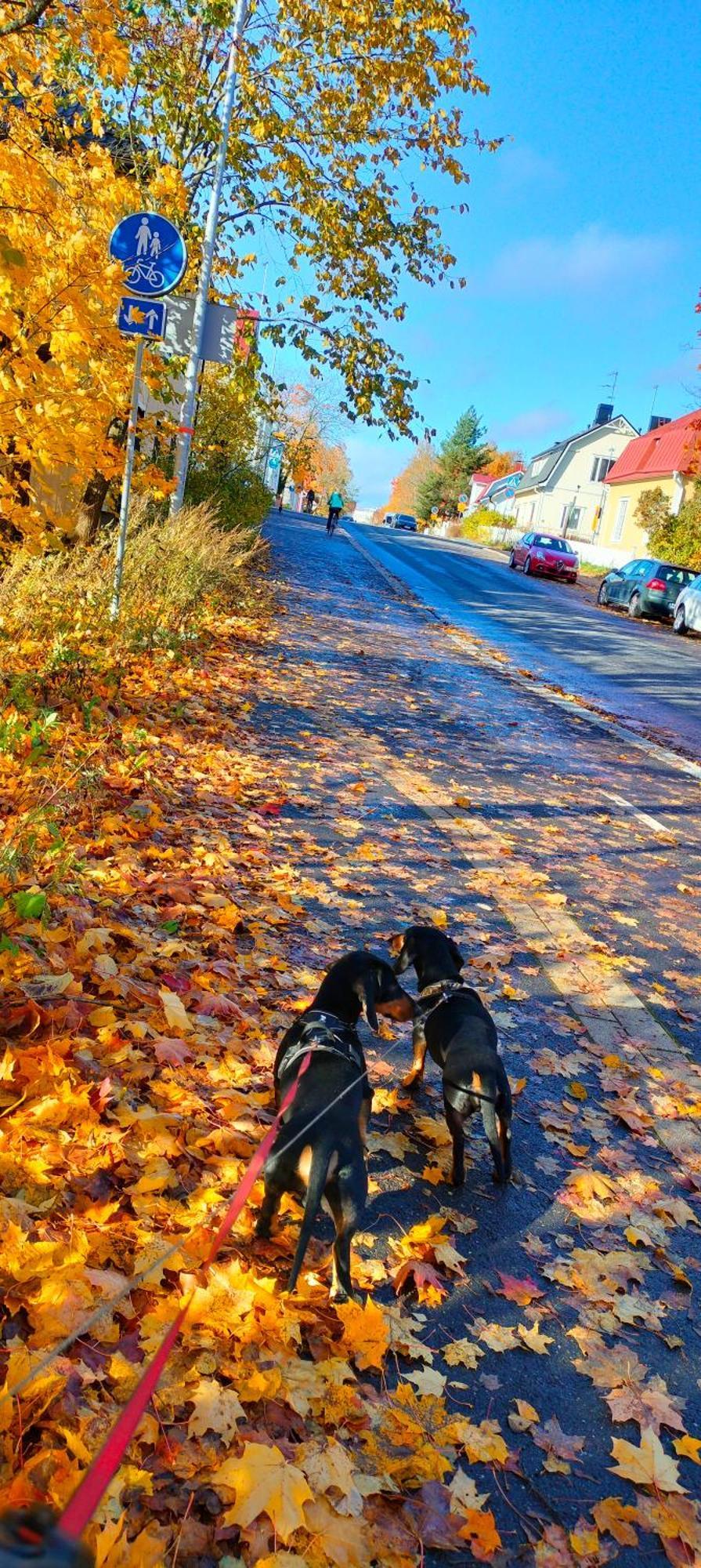 Viinikan Taehti Lemmikkiystaevaellinen Kotimajoitus Tampere Esterno foto